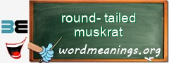 WordMeaning blackboard for round-tailed muskrat